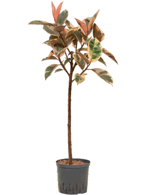 Ficus Elastica Belize D 22 H 140 cm - PlantenShop24 - 09-05-2025