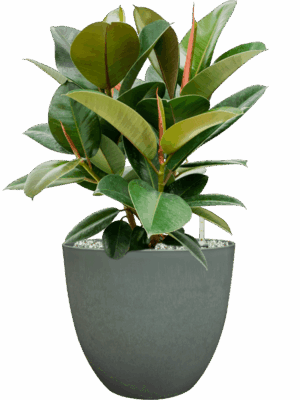 Ficus Elastica Robusta In Artstone D 21 H 59 cm - PlantenShop24 - 14-05-2025