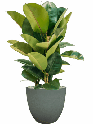Ficus Elastica Robusta In Artstone D 24 H 78 cm - PlantenShop24 - 14-05-2025