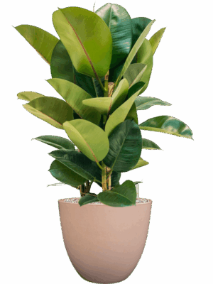 Ficus Elastica Robusta In Artstone D 24 H 78 cm - PlantenShop24 - 14-05-2025