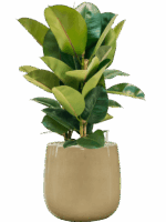 Ficus Elastica Robusta In Balloon D 24 H 85 cm - PlantenShop24 - 14-05-2025