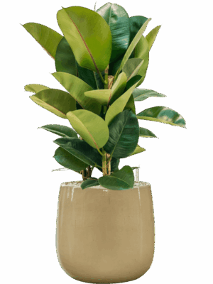 Ficus Elastica Robusta In Balloon D 24 H 85 cm - PlantenShop24 - 14-05-2025