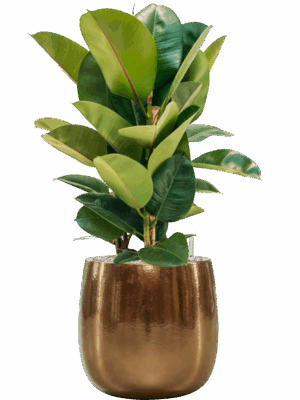 Ficus Elastica Robusta In Balloon D 24 H 85 cm - PlantenShop24 - 14-05-2025