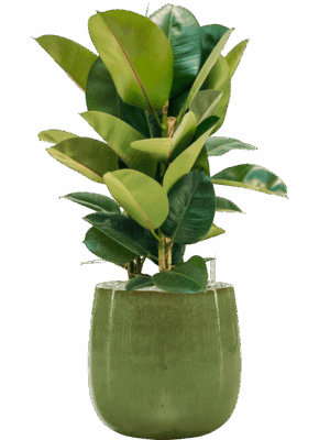 Ficus Elastica Robusta In Balloon D 24 H 85 cm - PlantenShop24 - 14-05-2025