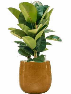 Ficus Elastica Robusta In Balloon D 24 H 85 cm - PlantenShop24 - 14-05-2025