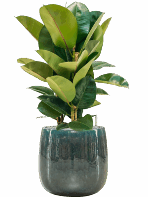 Ficus Elastica Robusta In Balloon D 24 H 85 cm - PlantenShop24 - 14-05-2025