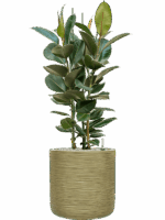 Ficus Elastica Robusta In Baq Dune D 30 H 134 cm - PlantenShop24 - 05-05-2025