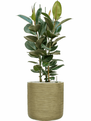Ficus Elastica Robusta In Baq Dune D 30 H 134 cm - PlantenShop24 - 05-05-2025