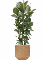 Ficus Elastica Robusta In Baq Dune D 34 H 142 cm - PlantenShop24 - 06-05-2025