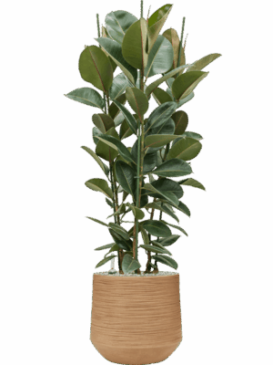 Ficus Elastica Robusta In Baq Dune D 34 H 142 cm - PlantenShop24 - 06-05-2025