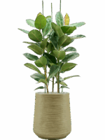 Ficus Elastica Robusta In Baq Dune D 34 H 160 cm - PlantenShop24 - 26-05-2025