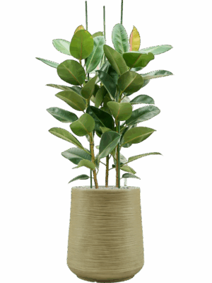Ficus Elastica Robusta In Baq Dune D 34 H 160 cm - PlantenShop24 - 26-05-2025