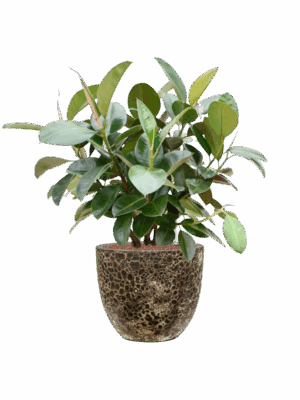 Ficus Elastica Robusta In Baq Lava D 22 H 95 cm - PlantenShop24 - 19-05-2025