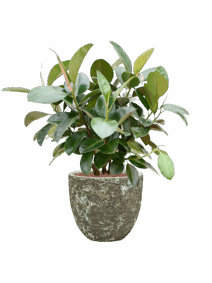 Ficus Elastica Robusta In Baq Lava D 22 H 95 cm - PlantenShop24 - 19-05-2025
