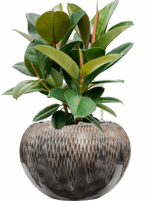 Ficus Elastica Robusta In Baq Luxe Lite Universe Comet D 21 H 59 cm - PlantenShop24 - 14-05-2025