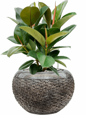 Ficus Elastica Robusta In Baq Luxe Lite Universe Layer D 21 H 59 cm - PlantenShop24 - 14-05-2025