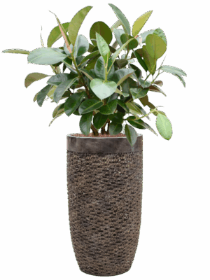 Ficus Elastica Robusta In Baq Luxe Lite Universe Layer D 22 H 131 cm - PlantenShop24 - 19-05-2025