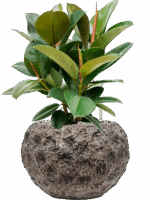 Ficus Elastica Robusta In Baq Luxe Lite Universe Moon D 21 H 59 cm - PlantenShop24 - 14-05-2025