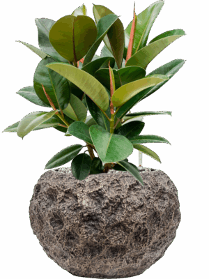 Ficus Elastica Robusta In Baq Luxe Lite Universe Moon D 21 H 59 cm - PlantenShop24 - 14-05-2025