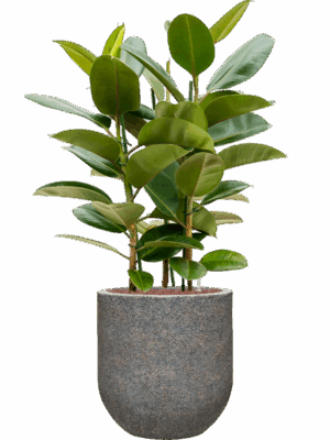 Ficus Elastica Robusta In Baq Naturescast D 25 H 143 cm - PlantenShop24 - 19-05-2025