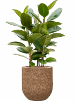 Ficus Elastica Robusta In Baq Naturescast D 25 H 143 cm - PlantenShop24 - 19-05-2025