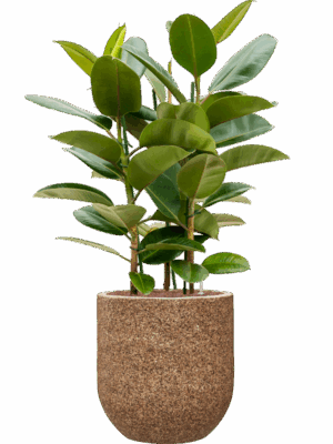Ficus Elastica Robusta In Baq Naturescast D 25 H 143 cm - PlantenShop24 - 19-05-2025