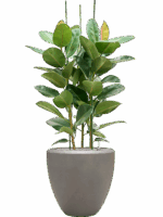 Ficus Elastica Robusta In Baq Nucast D 34 H 155 cm - PlantenShop24 - 26-05-2025