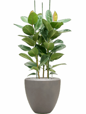 Ficus Elastica Robusta In Baq Nucast D 34 H 155 cm - PlantenShop24 - 26-05-2025