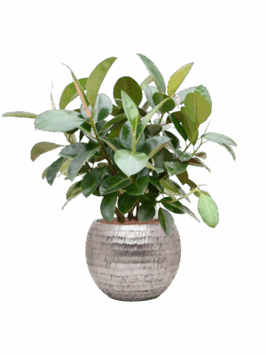 Ficus Elastica Robusta In Baq Opus Hammered D 22 H 93 cm - PlantenShop24 - 19-05-2025
