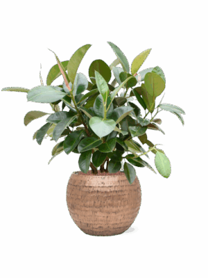 Ficus Elastica Robusta In Baq Opus Hammered D 22 H 94 cm - PlantenShop24 - 19-05-2025