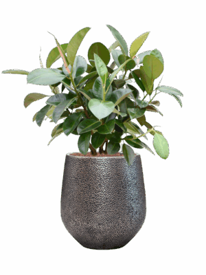 Ficus Elastica Robusta In Baq Opus Hit D 22 H 110 cm - PlantenShop24 - 19-05-2025