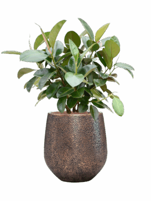 Ficus Elastica Robusta In Baq Opus Hit D 22 H 110 cm - PlantenShop24 - 19-05-2025