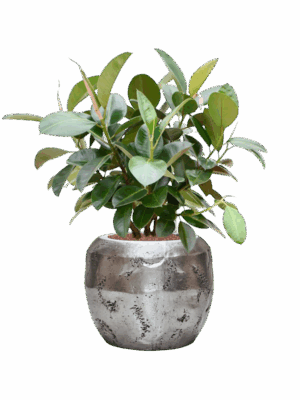 Ficus Elastica Robusta In Baq Opus Raw D 22 H 101 cm - PlantenShop24 - 19-05-2025