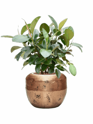 Ficus Elastica Robusta In Baq Opus Raw D 22 H 101 cm - PlantenShop24 - 19-05-2025