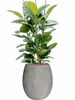 Ficus Elastica Robusta In Baq Polystone Coated Plain D 25 H 146 cm - PlantenShop24 - 19-05-2025