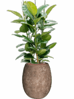 Ficus Elastica Robusta In Baq Polystone Coated Plain D 25 H 146 cm - PlantenShop24 - 19-05-2025