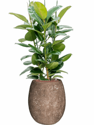 Ficus Elastica Robusta In Baq Polystone Coated Plain D 25 H 146 cm - PlantenShop24 - 19-05-2025