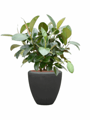 Ficus Elastica Robusta In Baq Polystone Plain D 22 H 101 cm - PlantenShop24 - 19-05-2025