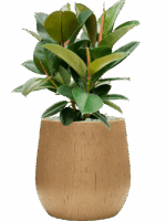 Ficus Elastica Robusta In Baq Raindrop D 21 H 67 cm - PlantenShop24 - 14-05-2025