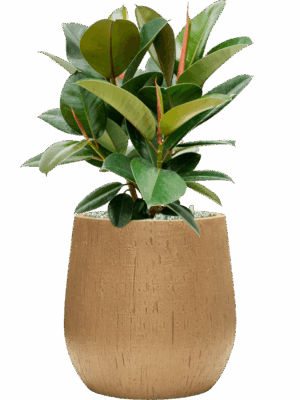 Ficus Elastica Robusta In Baq Raindrop D 21 H 67 cm - PlantenShop24 - 14-05-2025