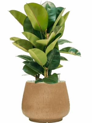 Ficus Elastica Robusta In Baq Raindrop D 24 H 83 cm - PlantenShop24 - 14-05-2025