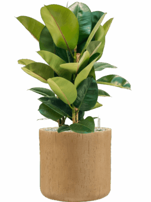 Ficus Elastica Robusta In Baq Raindrop D 24 H 86 cm - PlantenShop24 - 14-05-2025