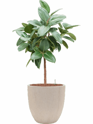 Ficus Elastica Robusta In Baq Raindrop D 25 H 131 cm - PlantenShop24 - 14-05-2025