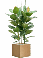 Ficus Elastica Robusta In Baq Raindrop D 34 H 139 cm - PlantenShop24 - 26-05-2025