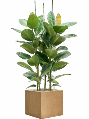 Ficus Elastica Robusta In Baq Raindrop D 34 H 139 cm - PlantenShop24 - 26-05-2025