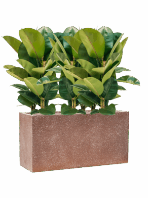 Ficus Elastica Robusta In Baq Terrazzo D 24 H 93 cm - PlantenShop24 - 14-05-2025