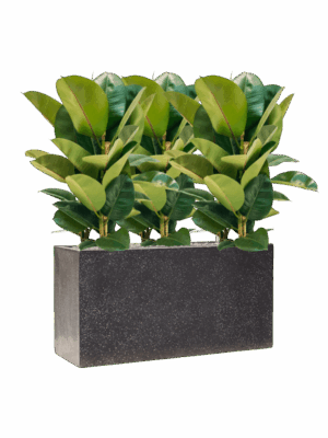 Ficus Elastica Robusta In Baq Terrazzo D 24 H 93 cm - PlantenShop24 - 14-05-2025