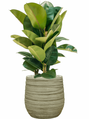Ficus Elastica Robusta In Baq Tornado D 24 H 86 cm - PlantenShop24 - 14-05-2025