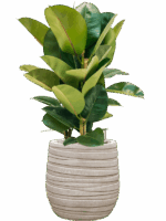 Ficus Elastica Robusta In Baq Tornado D 24 H 86 cm - PlantenShop24 - 14-05-2025