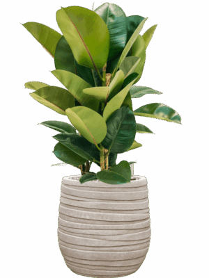 Ficus Elastica Robusta In Baq Tornado D 24 H 86 cm - PlantenShop24 - 14-05-2025